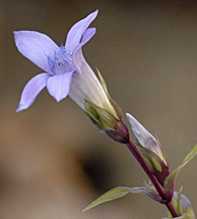 GENTIANA Pumila