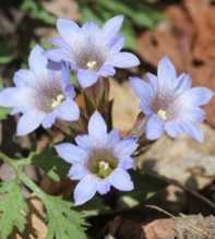 GENTIANA Zollingeri