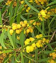 ACACIA DEALBATA Confusa