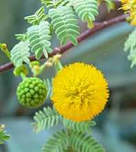 ACACIA DEALBATA Constricta