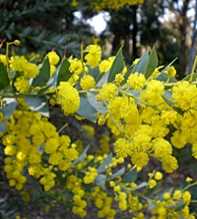 ACACIA DEALBATA Cultriformis