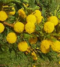 ACACIA DEALBATA Karroo