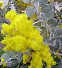 ACACIA DEALBATA Podalyriifolia