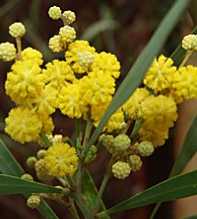 ACACIA DEALBATA Retinodes