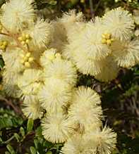 ACACIA DEALBATA Terminalis