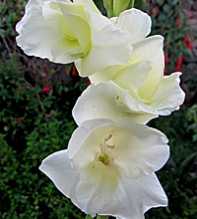 GLADIOLUS Hortulanus White