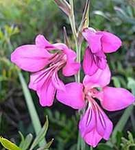 GLADIOLUS Communis