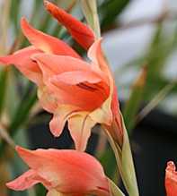 GLADIOLUS Dalenii