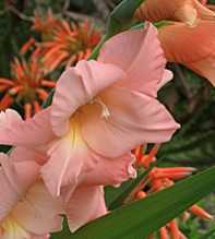 GLADIOLUS Hortulanus