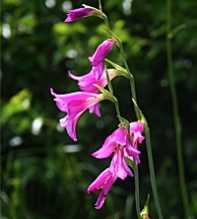 GLADIOLUS Illyricus