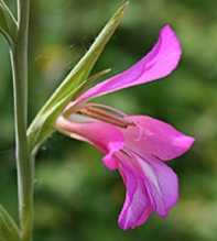 GLADIOLUS Italicus