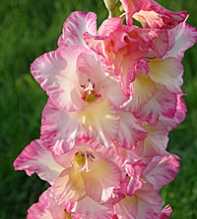 GLADIOLUS Hortulanus 2 colors