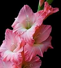 GLADIOLUS Purple