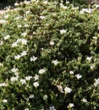 GYPSOPHILA Aretiodes