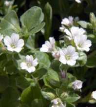 GYPSOPHILA Cerastioides