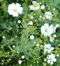 GYPSOPHILA Elegans