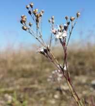 GYPSOPHILA Fastigiata