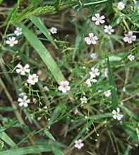 GYPSOPHILA Muralis