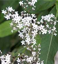 GYPSOPHILA Oldhamiana