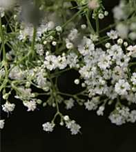 GYPSOPHILA Oldhamiana