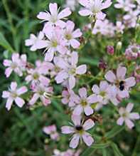 GYPSOPHILA Repens