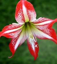 HIPPEASTRUM Correiense