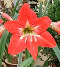 HIPPEASTRUM Hybrid