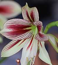 HIPPEASTRUM Papilio