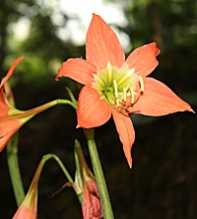 HIPPEASTRUM Puniceum Orange