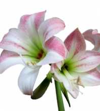 HIPPEASTRUM Puniceum