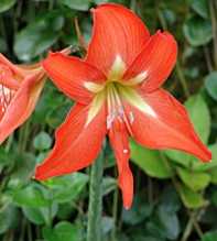 HIPPEASTRUM Reginae