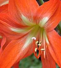 HIPPEASTRUM Striatum