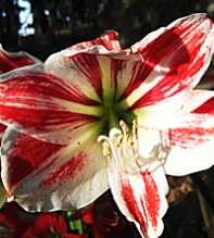 HIPPEASTRUM Vittatum