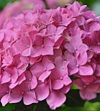 HYDRANGEA Macrophylla Rose