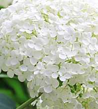 HYDRANGEA Macrophylla White