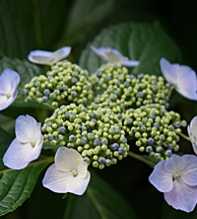 HYDRANGEA Anomala