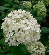 HYDRANGEA Arborescens