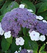 HYDRANGEA Aspera