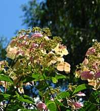 HYDRANGEA Bretschneider