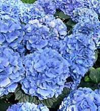 HYDRANGEA Macrophylla