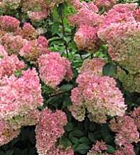 HYDRANGEA Paniculata