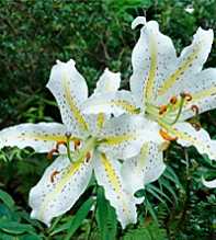 LILIUM Auratum