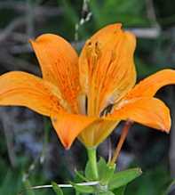 LILIUM Bulbiferum