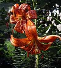 LILIUM Davidii