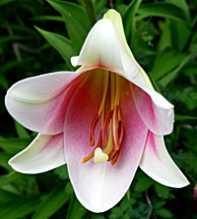 LILIUM Longiflorum