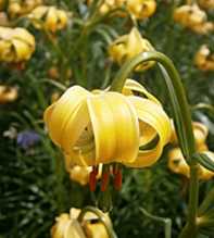 LILIUM Pyrenaicum