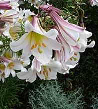 LILIUM Regale