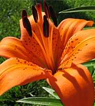 LILIUM Tigrirum