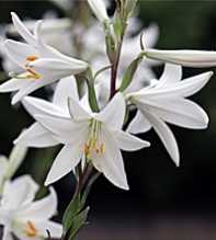 LILIUM Candidum