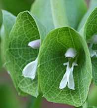 MOLUCCELLA Laevis